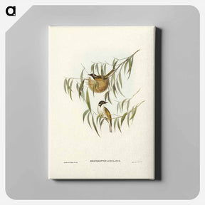 アートパネル-Lunulated Honey-eater
 - ジョン グールド Canvas.