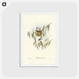 アートポストカード-Lunulated Honey-eater
 - ジョン グールド Postcard.