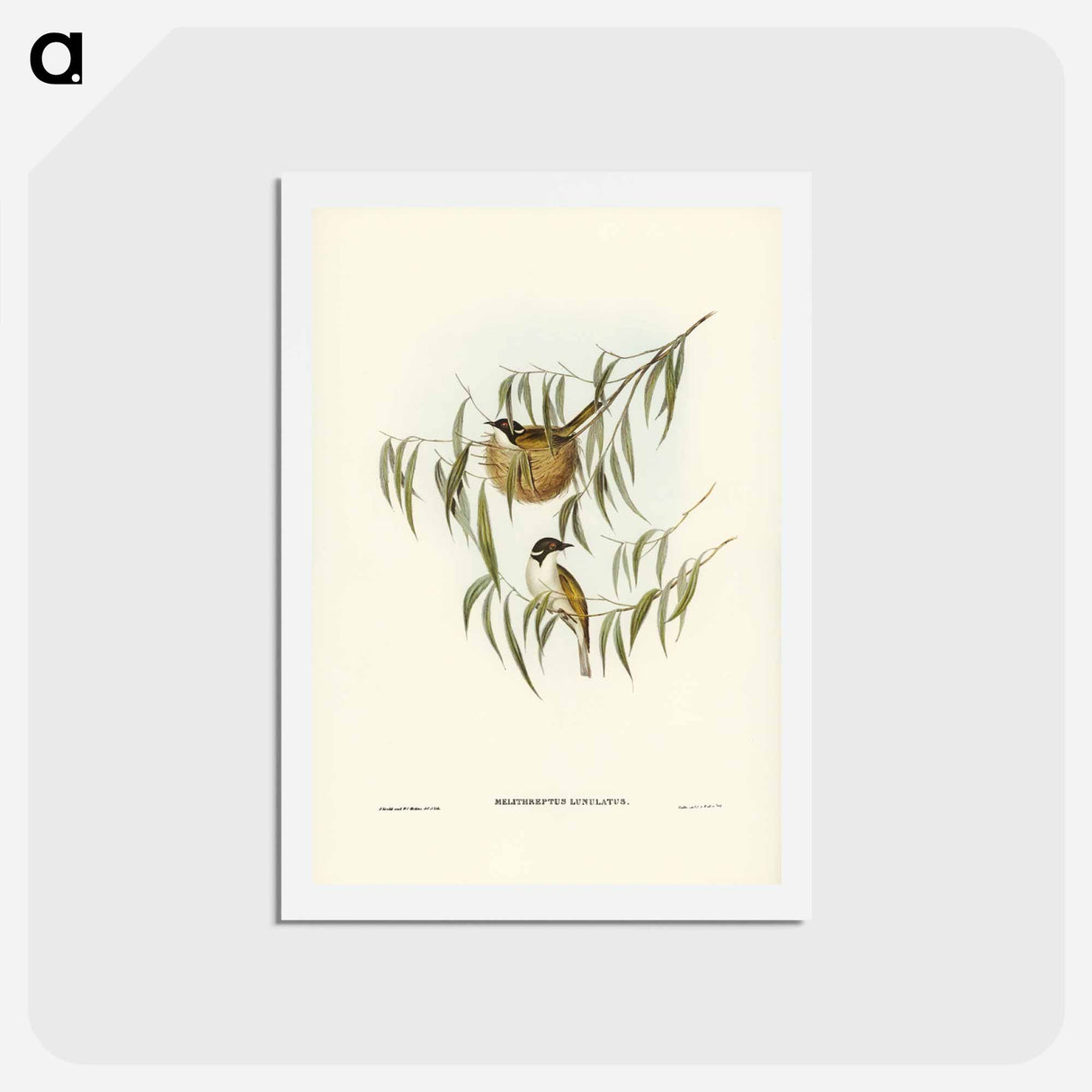 アートポストカード-Lunulated Honey-eater
 - ジョン グールド Postcard.