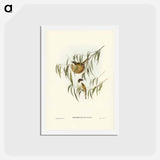 アートポストカード-Lunulated Honey-eater
 - ジョン グールド Postcard.