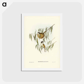 アートポストカード-Lunulated Honey-eater
 - ジョン グールド Postcard.