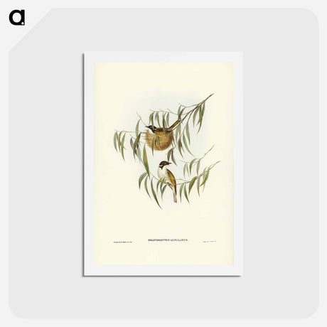 アートポストカード-Lunulated Honey-eater
 - ジョン グールド Postcard.