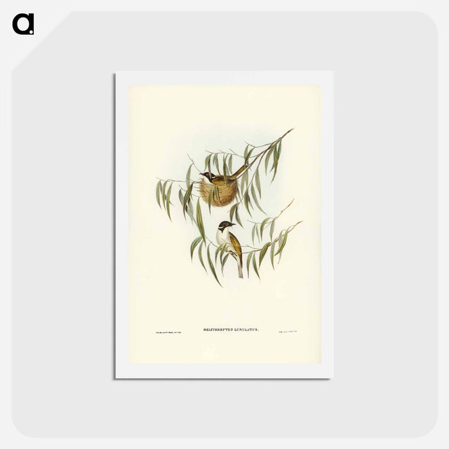 アートポストカード-Lunulated Honey-eater
 - ジョン グールド Postcard.