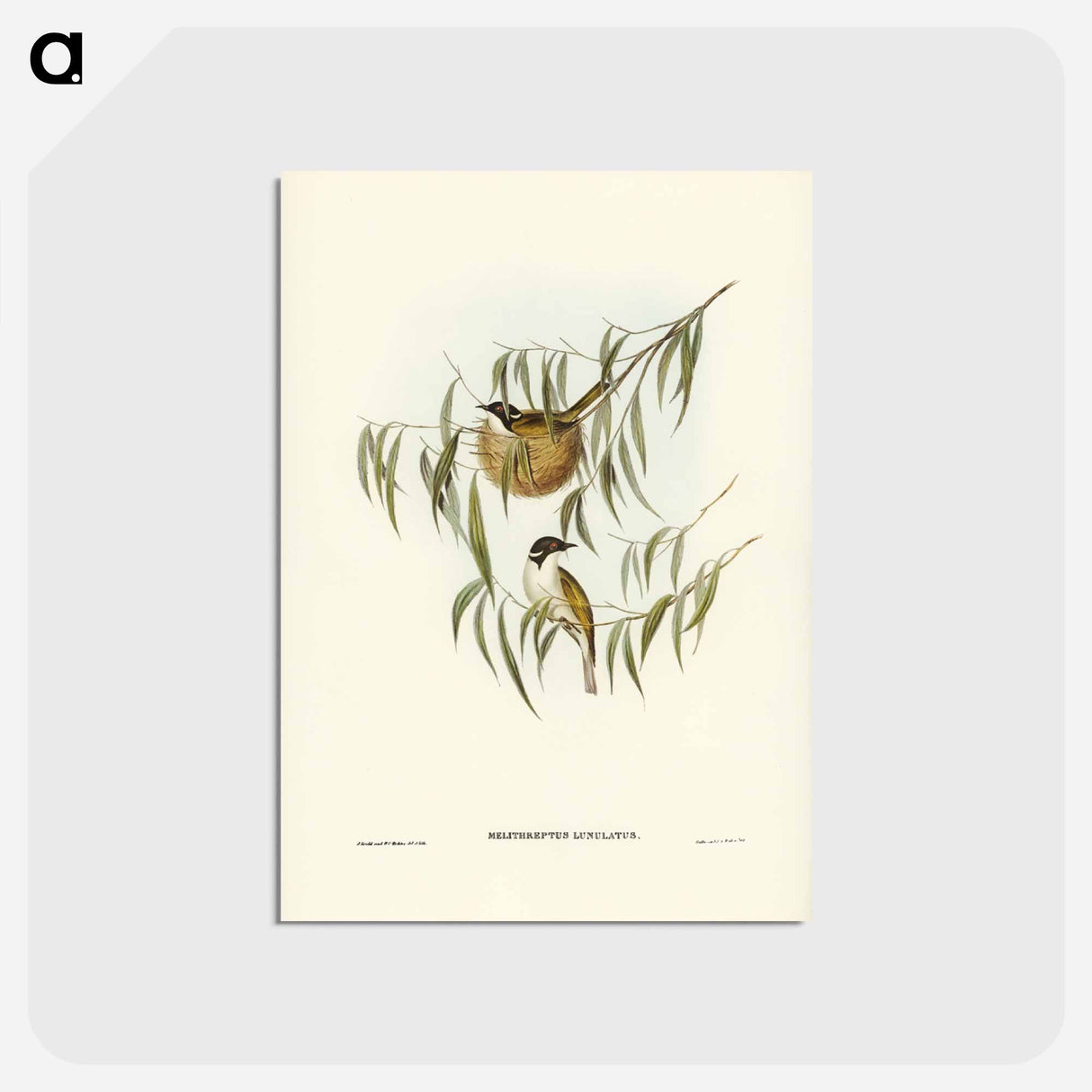 アートポストカード-Lunulated Honey-eater
 - ジョン グールド Postcard.