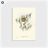 アートポストカード-Lunulated Honey-eater
 - ジョン グールド Postcard.