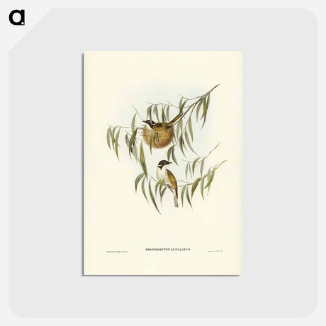 アートポストカード-Lunulated Honey-eater
 - ジョン グールド Postcard.