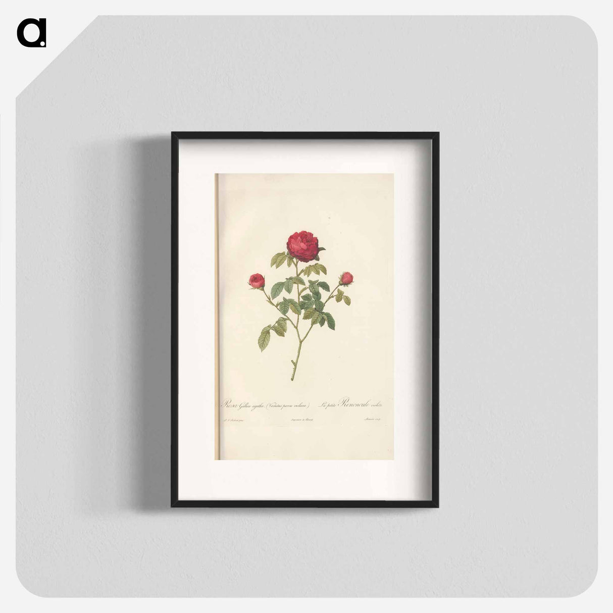 Rose illustration - Pierre Joseph Redouté Poster.