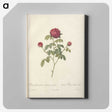 7-75_Pierre-Joseph-Redoute_canvas