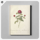 7-75_Pierre-Joseph-Redoute_canvas
