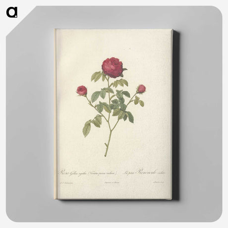7-75_Pierre-Joseph-Redoute_canvas