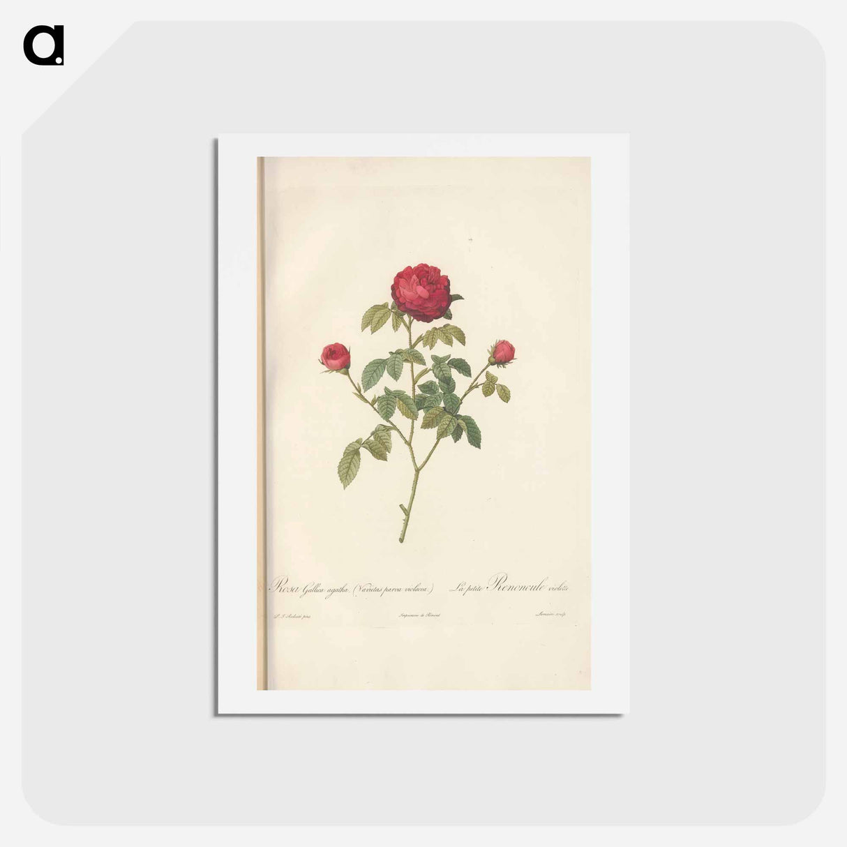アートポストカード-Rose illustration - ピエール ジョゼフ ルドゥーテ Postcard.