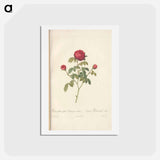 アートポストカード-Rose illustration - ピエール ジョゼフ ルドゥーテ Postcard.
