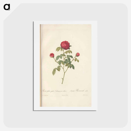アートポストカード-Rose illustration - ピエール ジョゼフ ルドゥーテ Postcard.