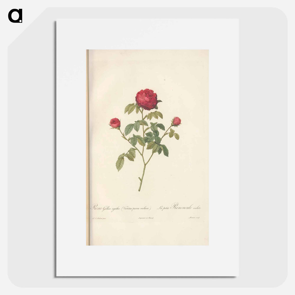 Rose illustration - Pierre Joseph Redouté Poster.