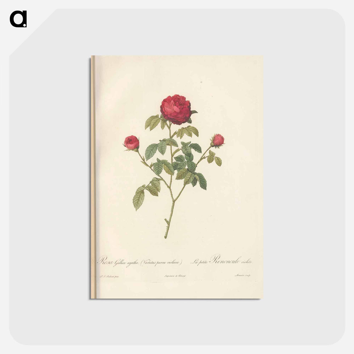 アートポストカード-Rose illustration - ピエール ジョゼフ ルドゥーテ Postcard.