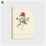 アートポストカード-Rose illustration - ピエール ジョゼフ ルドゥーテ Postcard.