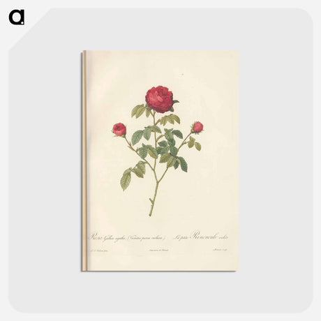 アートポストカード-Rose illustration - ピエール ジョゼフ ルドゥーテ Postcard.