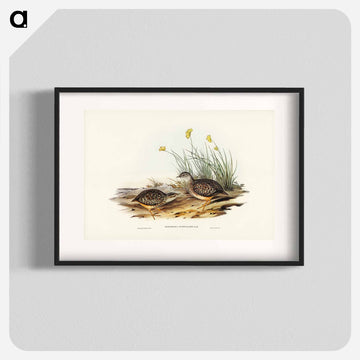 Sparkling Hemipode
 - オーストラリアの鳥 Poster.