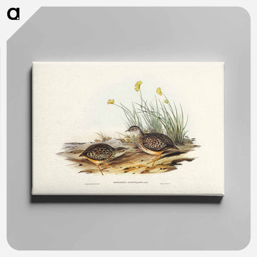 Sparkling Hemipode
 - オーストラリアの鳥 Canvas.