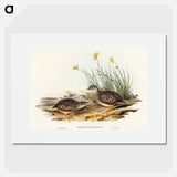 Sparkling Hemipode
 - オーストラリアの鳥 Poster.