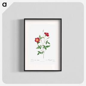 アートポスター-Rosa Indica Stelligera
 - クリーブランド美術館 Poster.