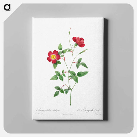 アートパネル-Rosa Indica Stelligera
 - クリーブランド美術館 Canvas.