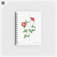 アートメモ帳-Rosa Indica Stelligera
 - クリーブランド美術館 Memo.