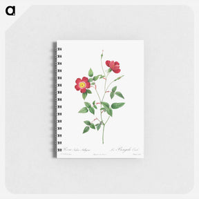 アートメモ帳-Rosa Indica Stelligera
 - クリーブランド美術館 Memo.
