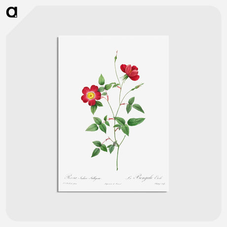 アートポストカード-Rosa Indica Stelligera
 - クリーブランド美術館 Postcard.