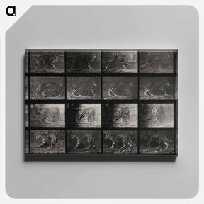 アートパネル-Leopard in Motion
 - エドワード マイブリッジ Canvas.