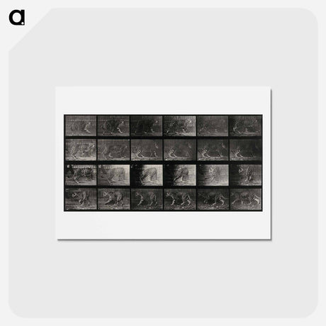 アートポストカード-Leopard in Motion
 - エドワード マイブリッジ Postcard.