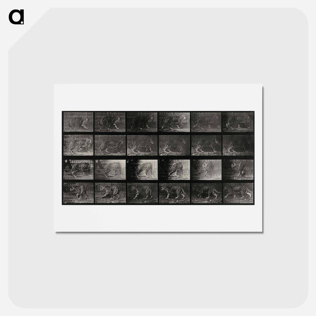 アートポストカード-Leopard in Motion
 - エドワード マイブリッジ Postcard.