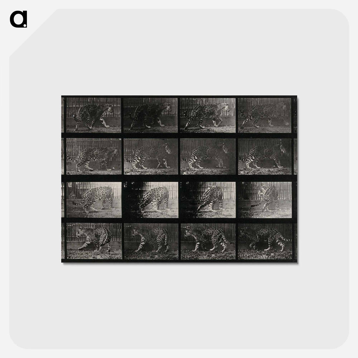 アートポストカード-Leopard in Motion
 - エドワード マイブリッジ Postcard.