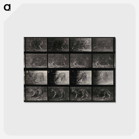 アートポストカード-Leopard in Motion
 - エドワード マイブリッジ Postcard.