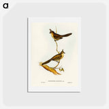 アートポストカード-Crested Wedge-bill
 - ジョン グールド Postcard.
