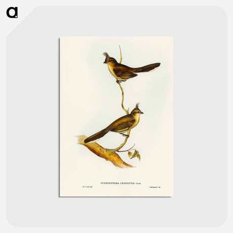 アートポストカード-Crested Wedge-bill
 - ジョン グールド Postcard.