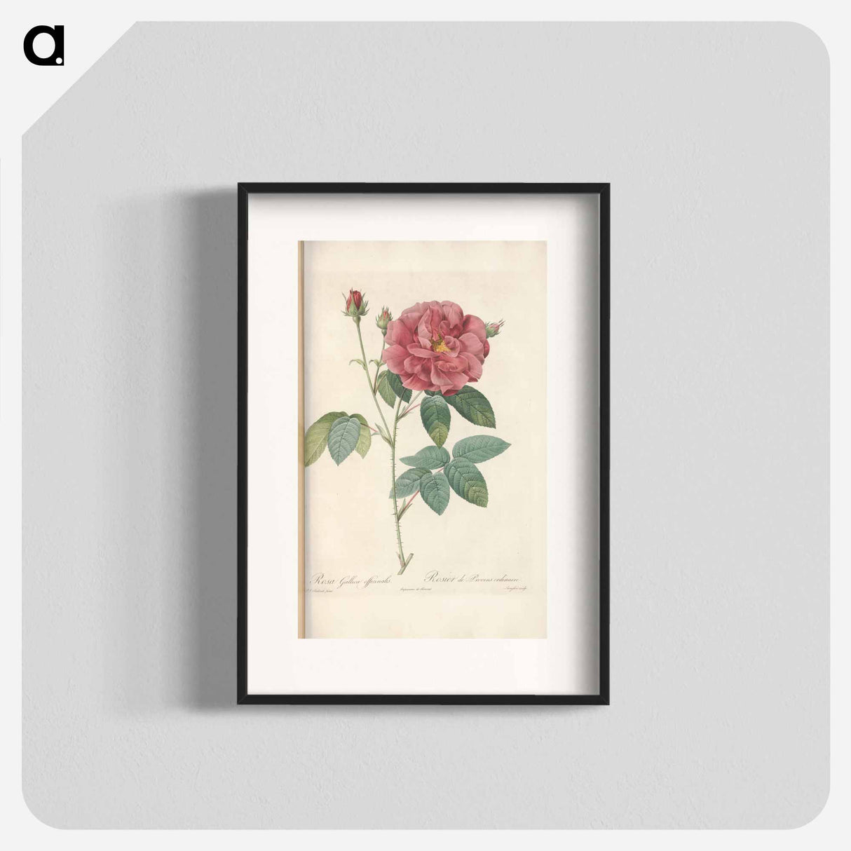 Rose illustration - Pierre Joseph Redouté Poster.