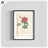Rose illustration - Pierre Joseph Redouté Poster.