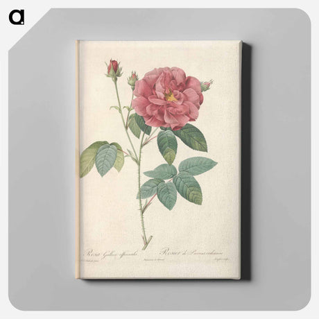 アートパネル-Rose illustration - ピエール ジョゼフ ルドゥーテ Canvas.