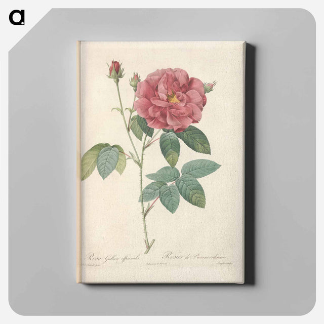 アートパネル-Rose illustration - ピエール ジョゼフ ルドゥーテ Canvas.