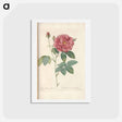 アートポストカード-Rose illustration - ピエール ジョゼフ ルドゥーテ Postcard.