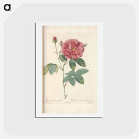 アートポストカード-Rose illustration - ピエール ジョゼフ ルドゥーテ Postcard.