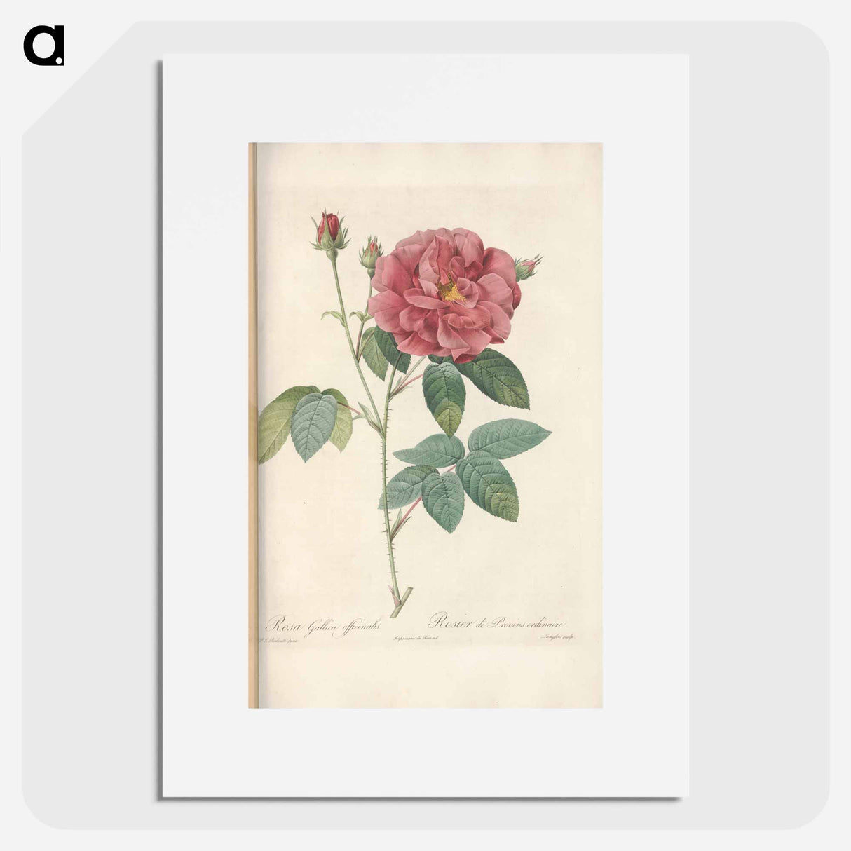 Rose illustration - Pierre Joseph Redouté Poster.