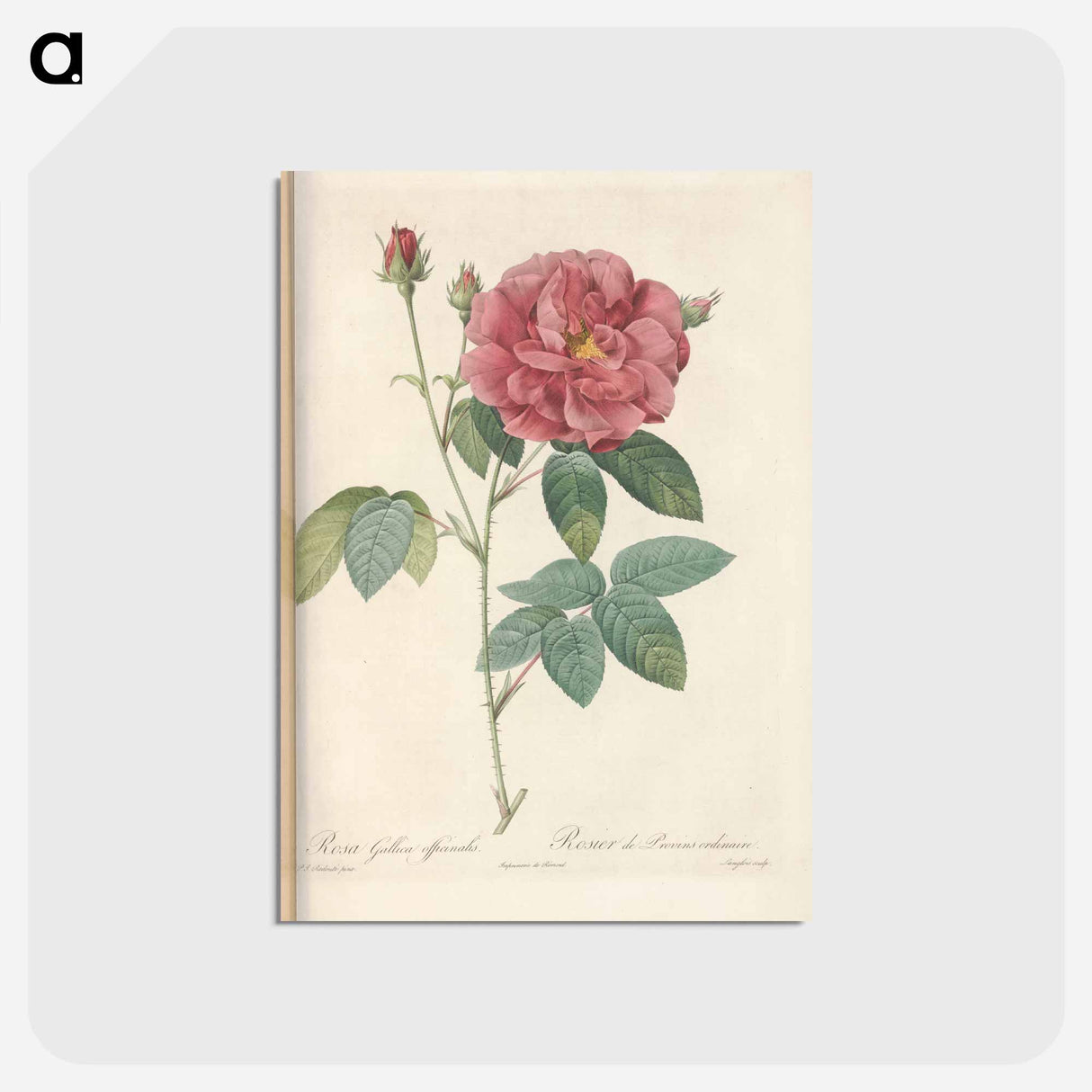アートポストカード-Rose illustration - ピエール ジョゼフ ルドゥーテ Postcard.