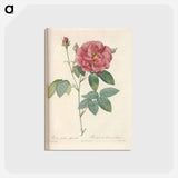 アートポストカード-Rose illustration - ピエール ジョゼフ ルドゥーテ Postcard.