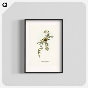 Orange-Fronted Chat
 - オーストラリアの鳥 Poster.