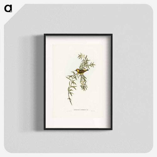 Orange-Fronted Chat
 - オーストラリアの鳥 Poster.