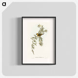 Orange-Fronted Chat
 - オーストラリアの鳥 Poster.