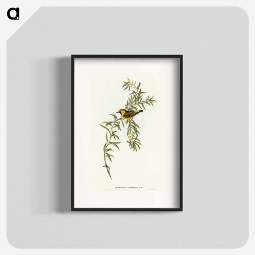 Orange-Fronted Chat
 - オーストラリアの鳥 Poster.