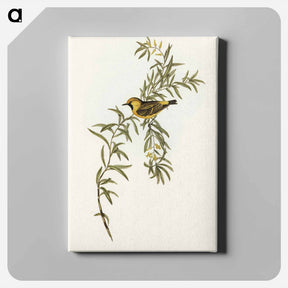 アートパネル-Orange-Fronted Chat
 - オーストラリアの鳥 Canvas.